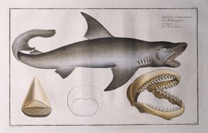 White Shark: pub. by Black, c.1790 by Andreas Ludwig Kruger
